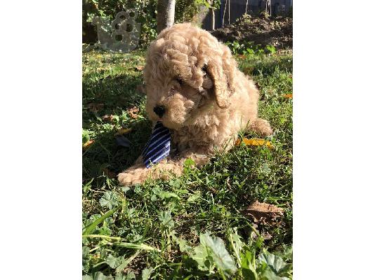 Βερίκοκο MEDIUM POODLE κουτάβι